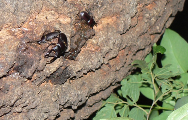 団地前のクヌギ_いつもの樹液にコクワガタのペア 2021年5月21日19時35分頃 気温22度